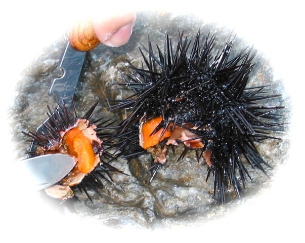 Sea_urchin_eggs.jpeg